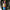 Titanium Muffler Pol 800 Axys